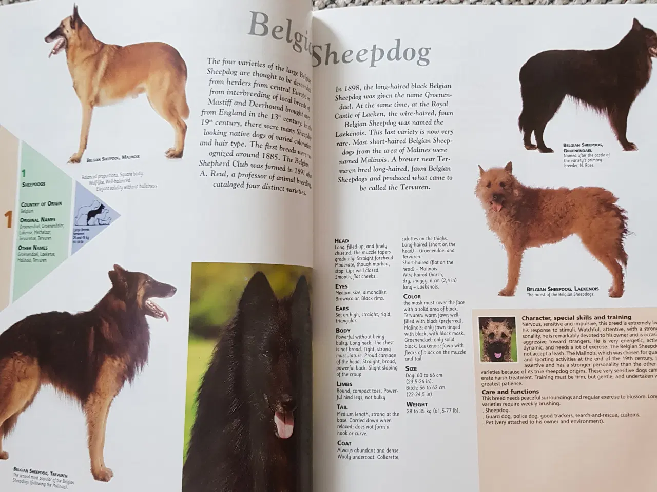 Billede 2 - Hunde opslagsværk - Dog encyclopedia