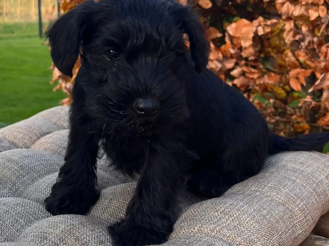 Billede 7 - Dværgschnauzer hvalpe – klar til nyt hjem 15/11-20