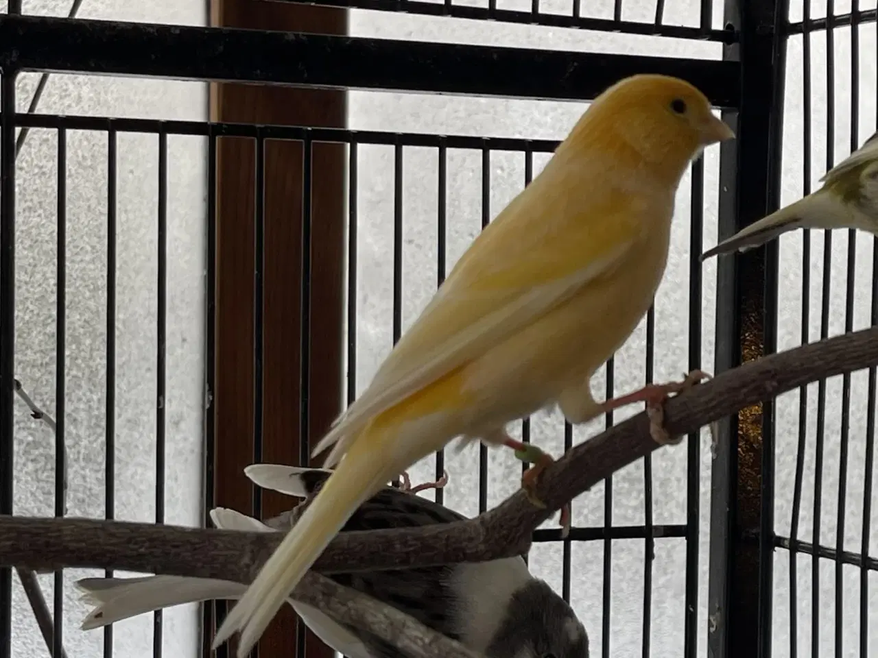 Billede 3 - Han Kanariefugl