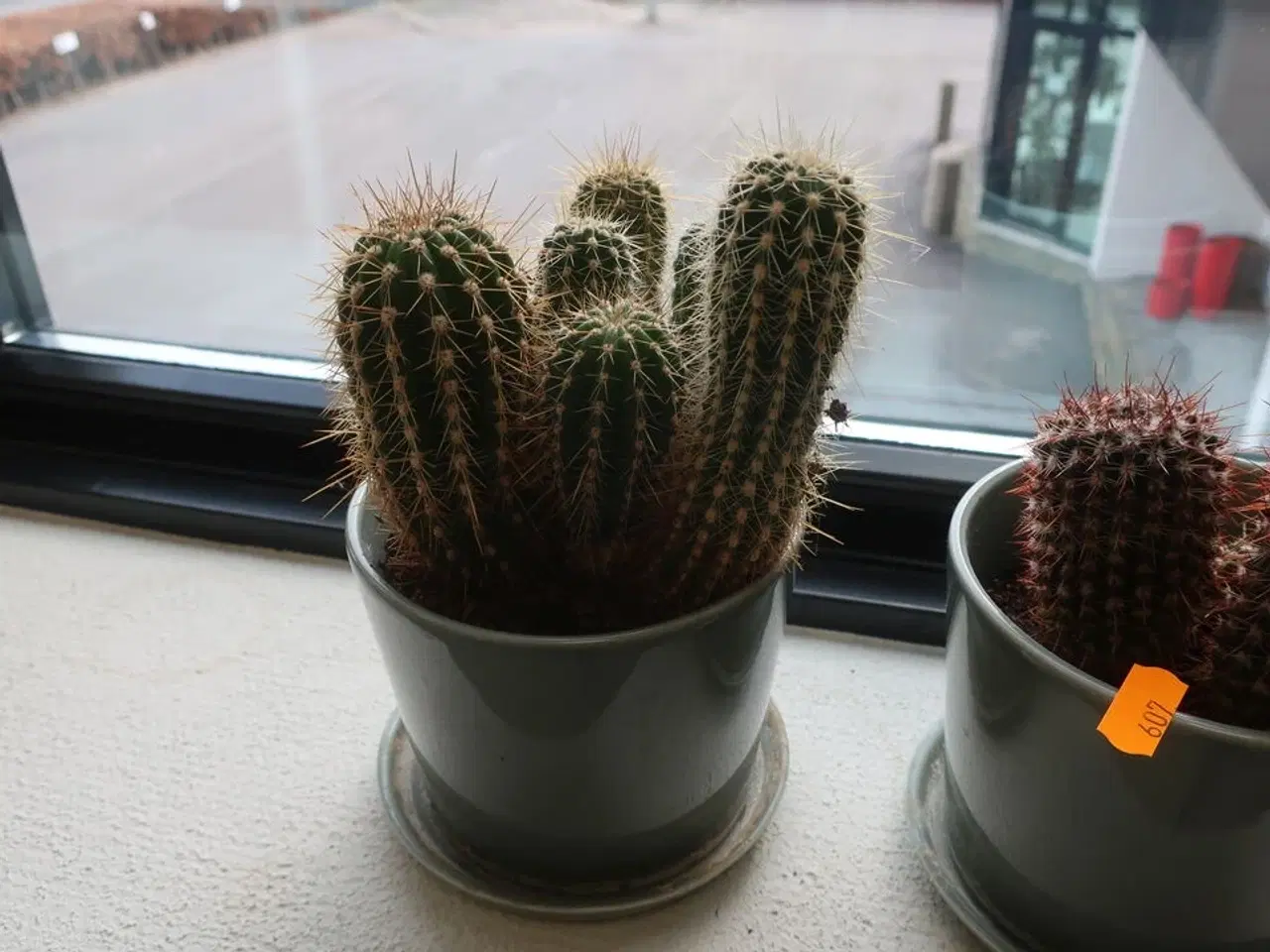 Billede 2 - 3 stk. kaktusser