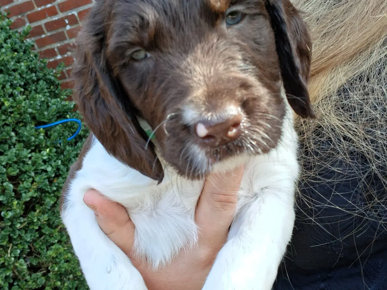 Billede 5 - Engelsk Springer Spaniel og Kleiner Münsterländer 