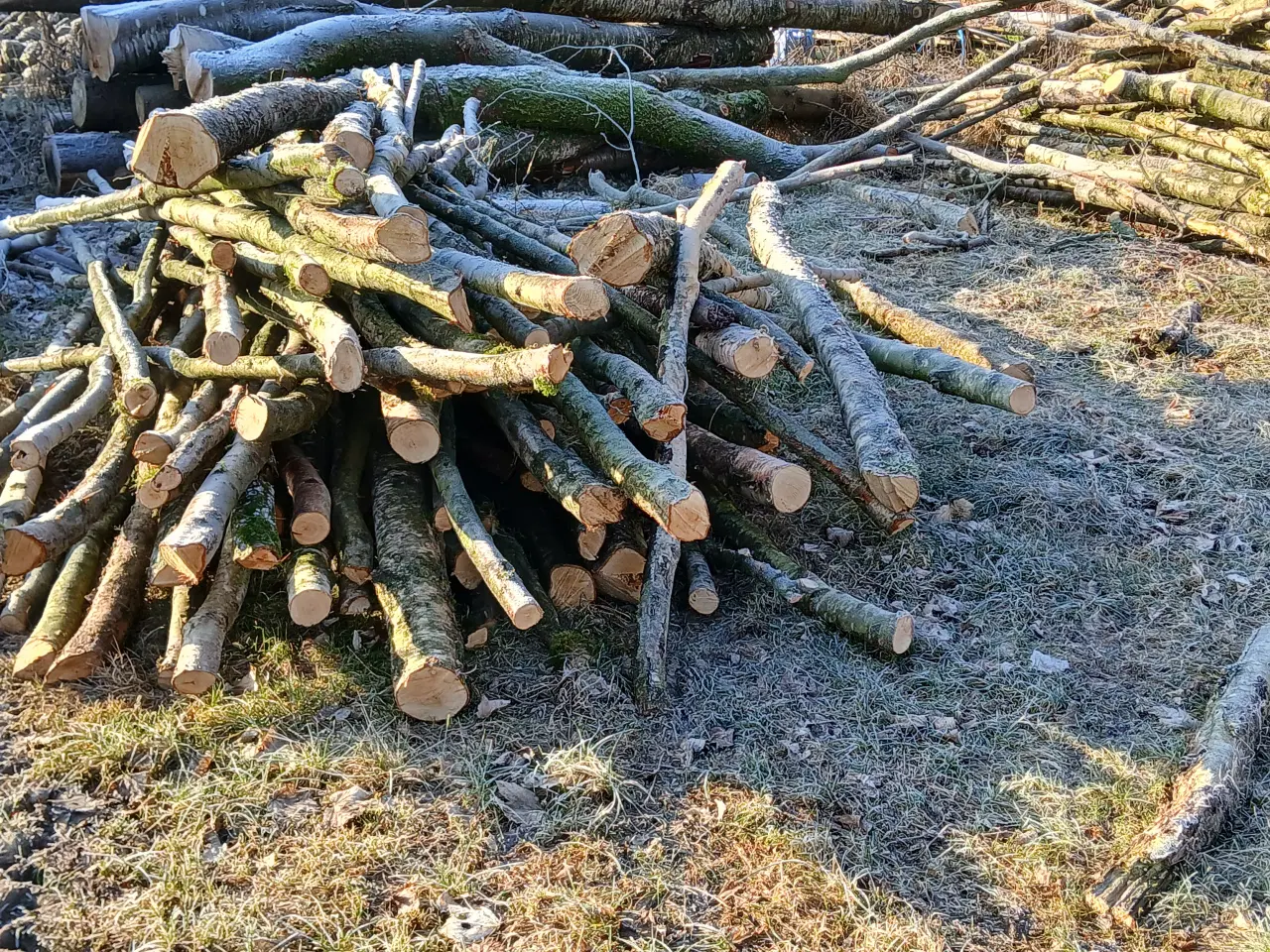 Billede 2 - Brænde af birketræ