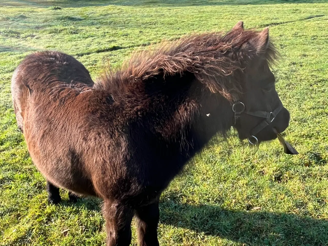 Billede 7 - Hingst - Bailey sælges - fuld stamtavle