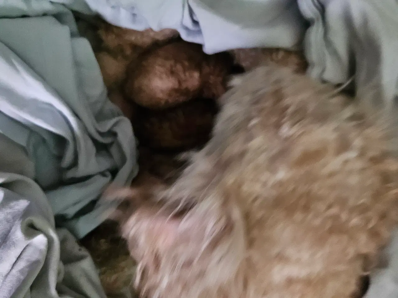 Billede 2 - Toy/Dværg puddel