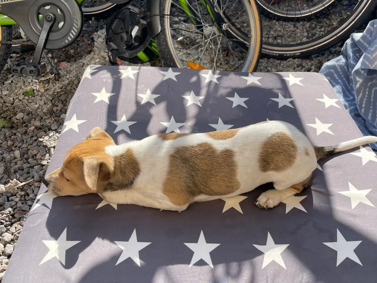Billede 2 - Jack Russell blanding 