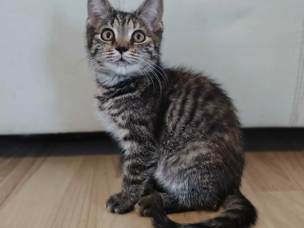 Billede 4 - Maine Coon Bla. 2 Hun-Killinger🐈