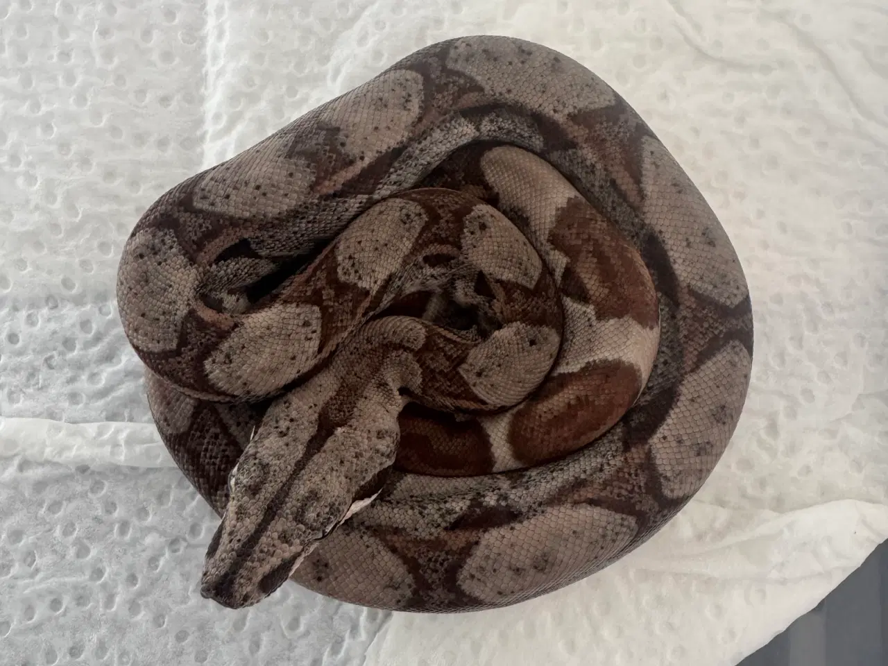 Billede 7 - Boa constrictor 