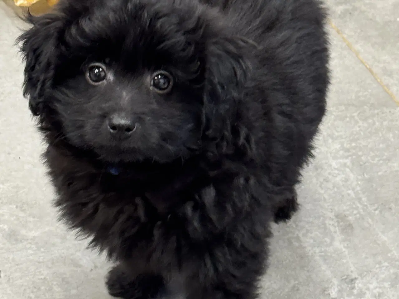 Billede 1 - 🐾 Skønne Pomapoo hvalpe søger deres forever homes