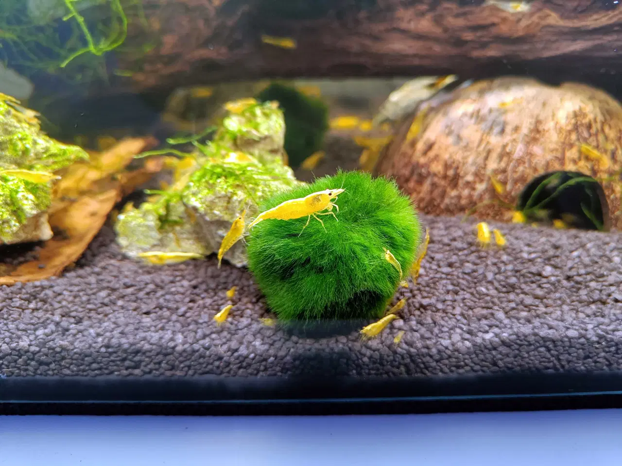 Billede 5 - Gule Neocaridina rejer – Yellow Fire Backstripe