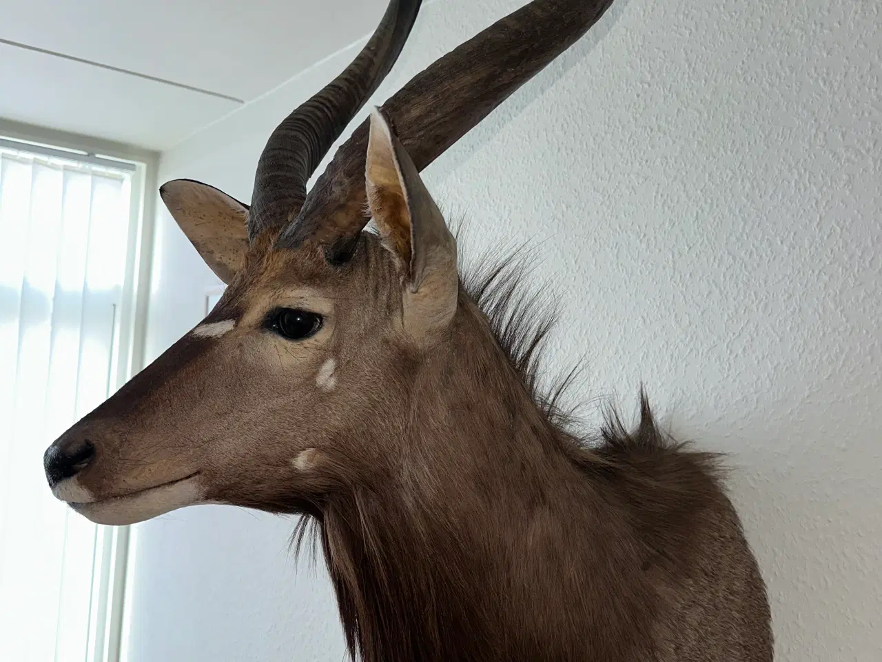 Billede 4 - Flot Nyala fra Namibia sælges billigt