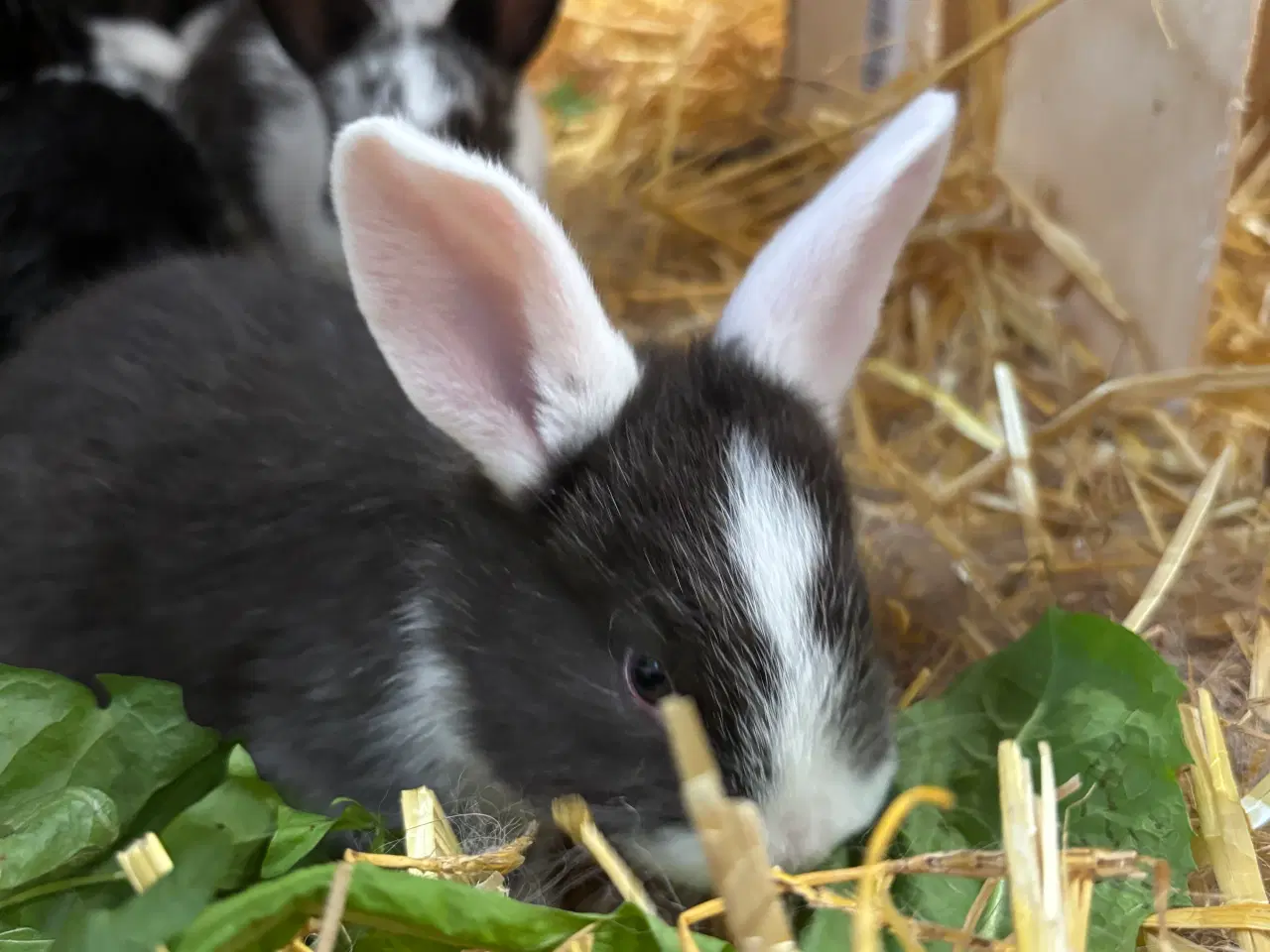 Billede 6 - Kaninunger af stor race