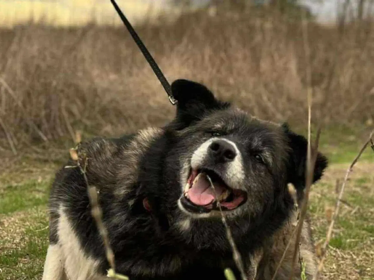 Billede 1 - Viva bamsebjørn med et mildt sind