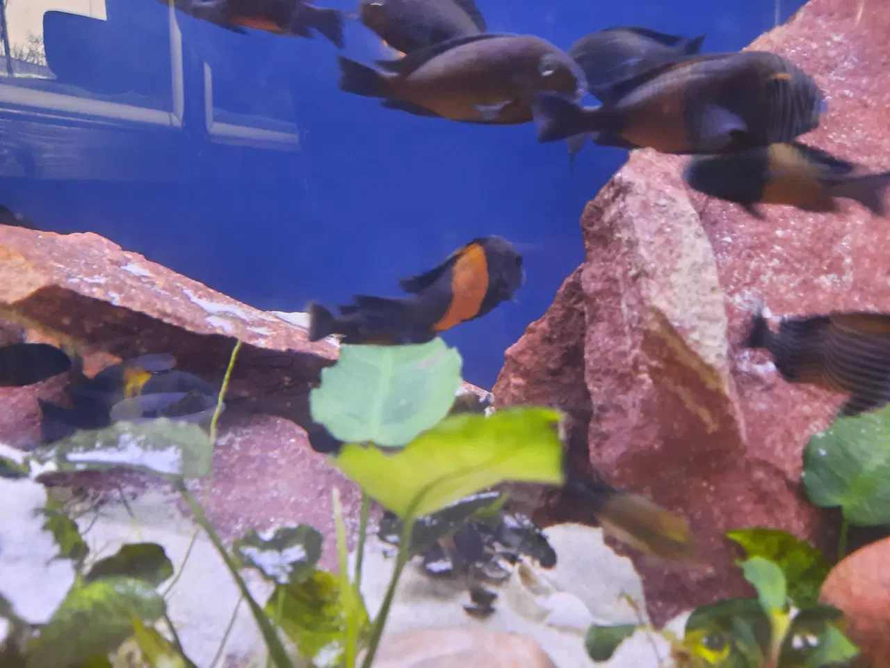 Billede 3 - God yngel flok