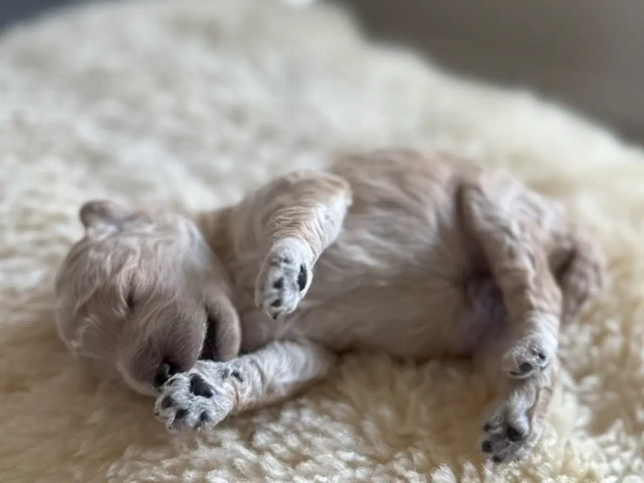 Billede 7 - 7 Skønne Golden Doodle hvalpe (F1B)