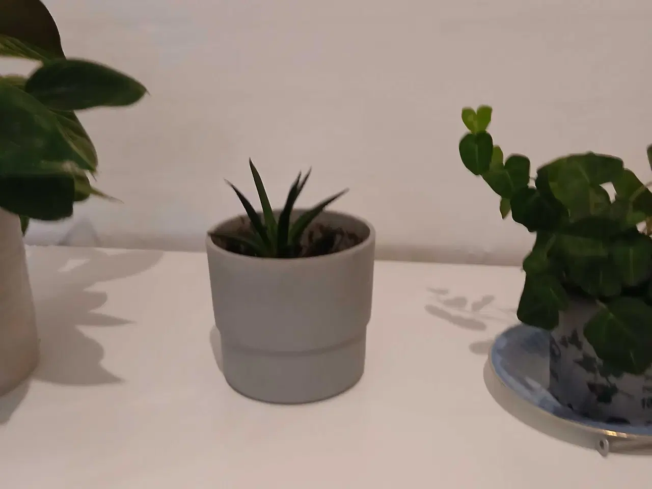 Billede 13 - Diverse planter og krukker