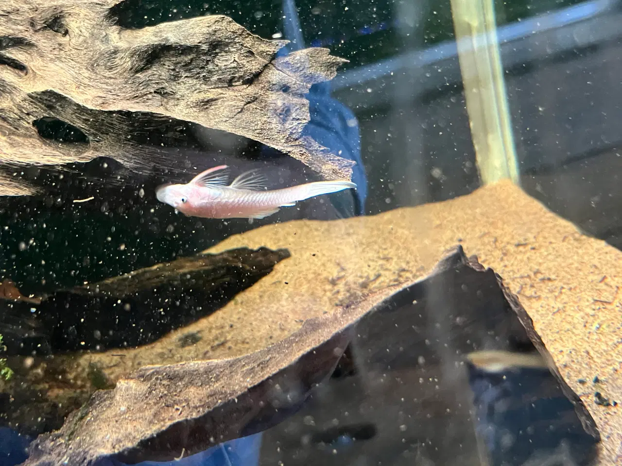 Billede 2 - L144 SW  kf