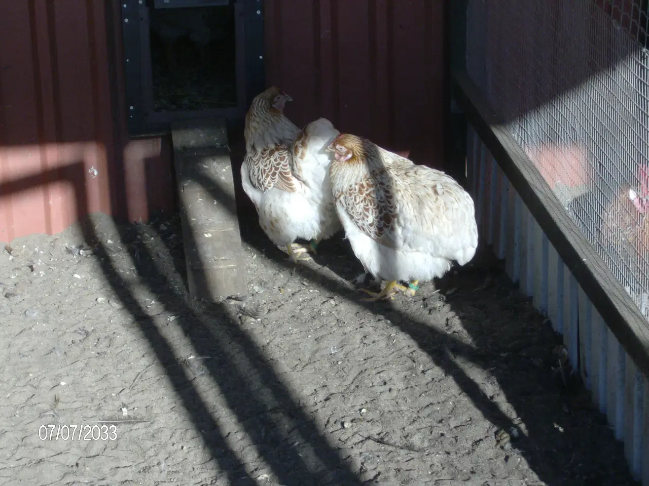 Billede 3 - høns