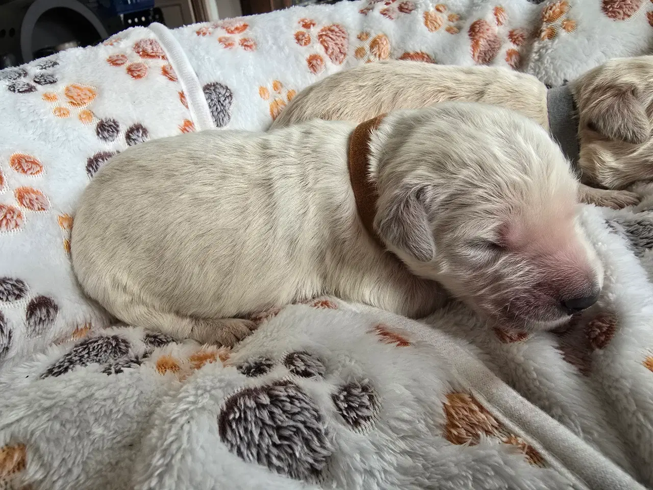 Billede 13 - Golden doodle hvalpe