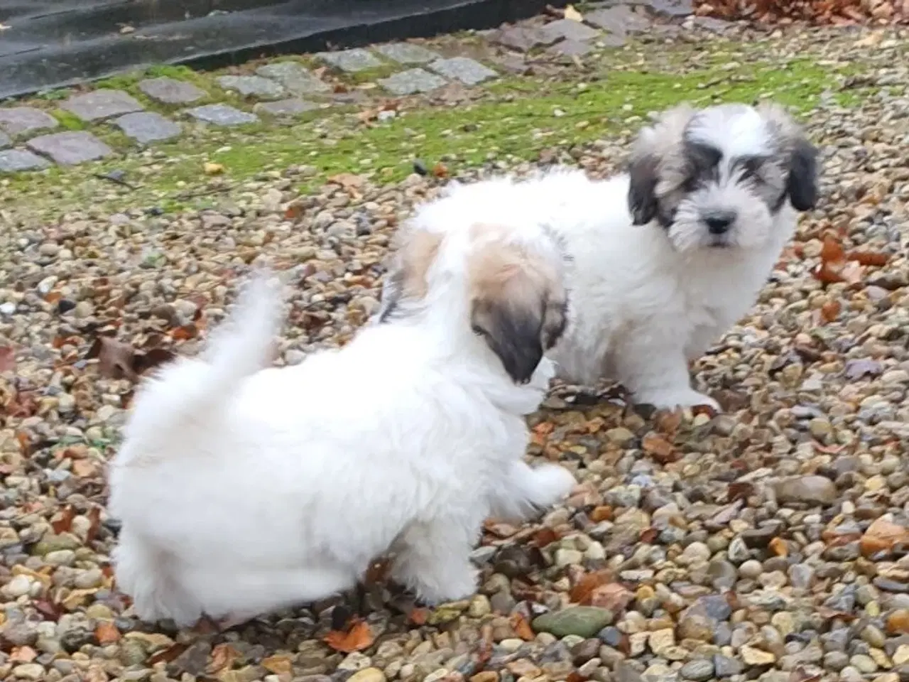 Billede 6 - Coton de tulear