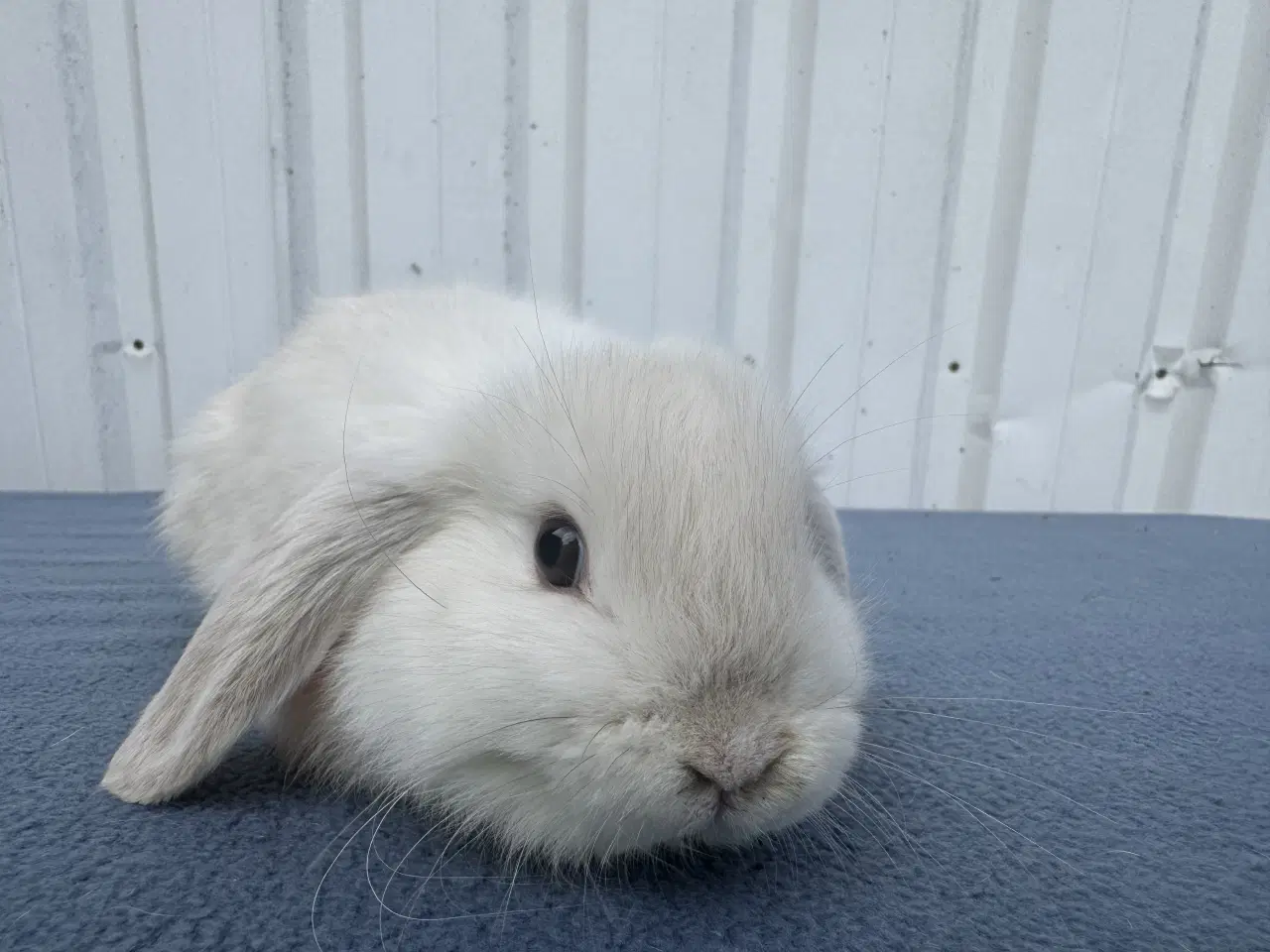Billede 3 - Mini lop hunkanin