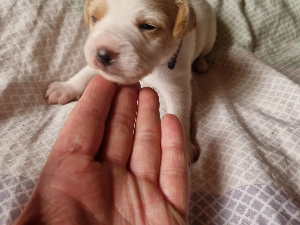 Billede 7 - Dansk svensk gårdhund jack russel