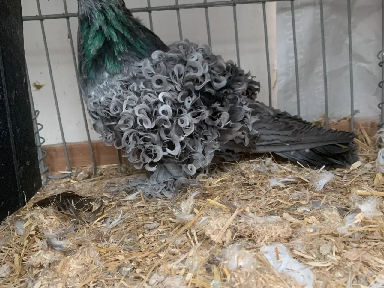 Billede 1 -  Friseret Blåskimmel 4.4