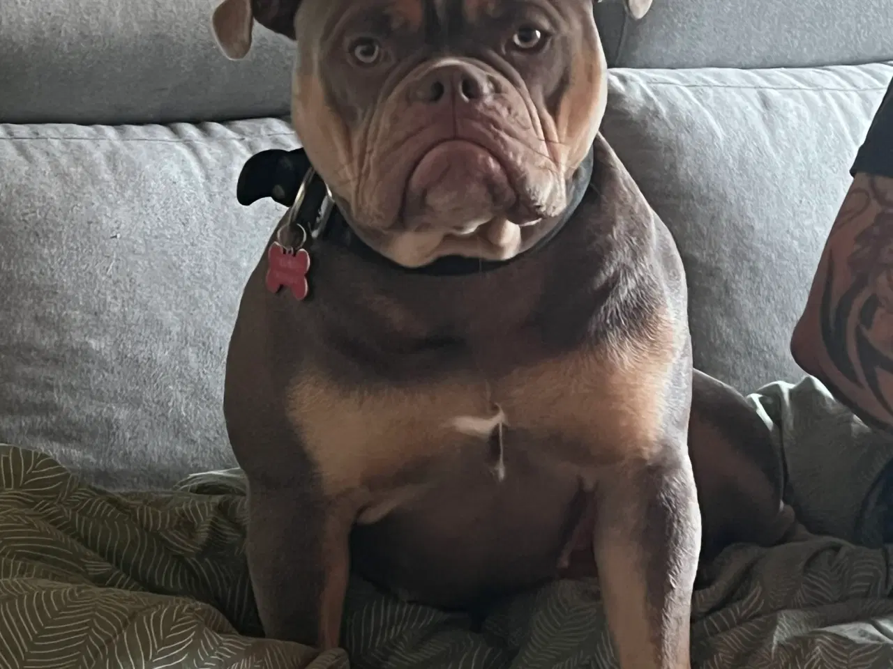 Billede 8 - Old english bulldog