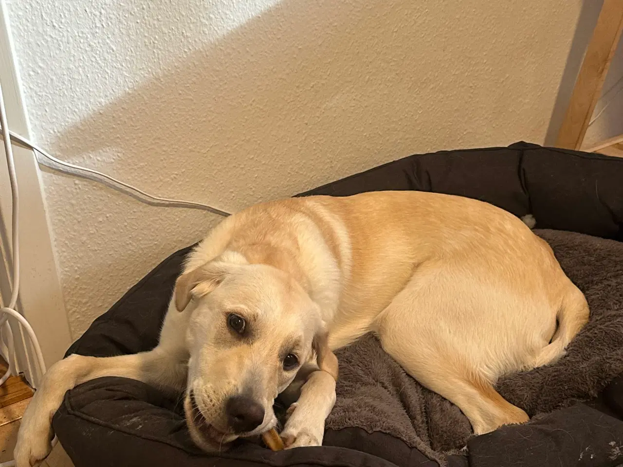 Billede 2 - Golden Retriever/ labrador Retriever 