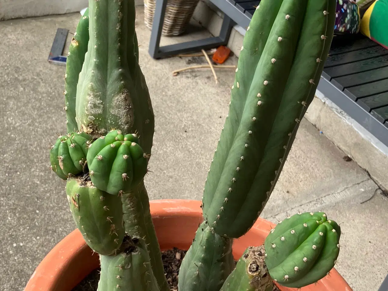 Billede 16 - Kaktuser