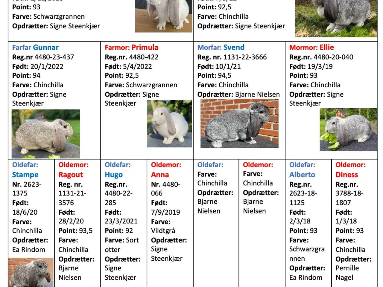 Billede 2 - FRANSK VÆDDER HAN CHINCHILLA