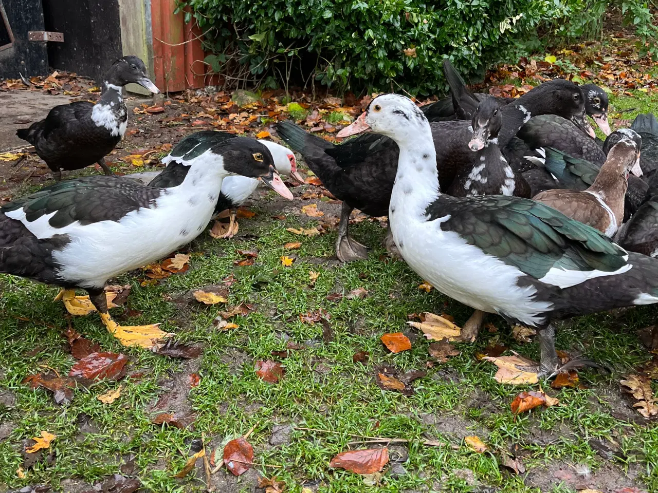 Billede 2 - Moskusænder fra 12/8