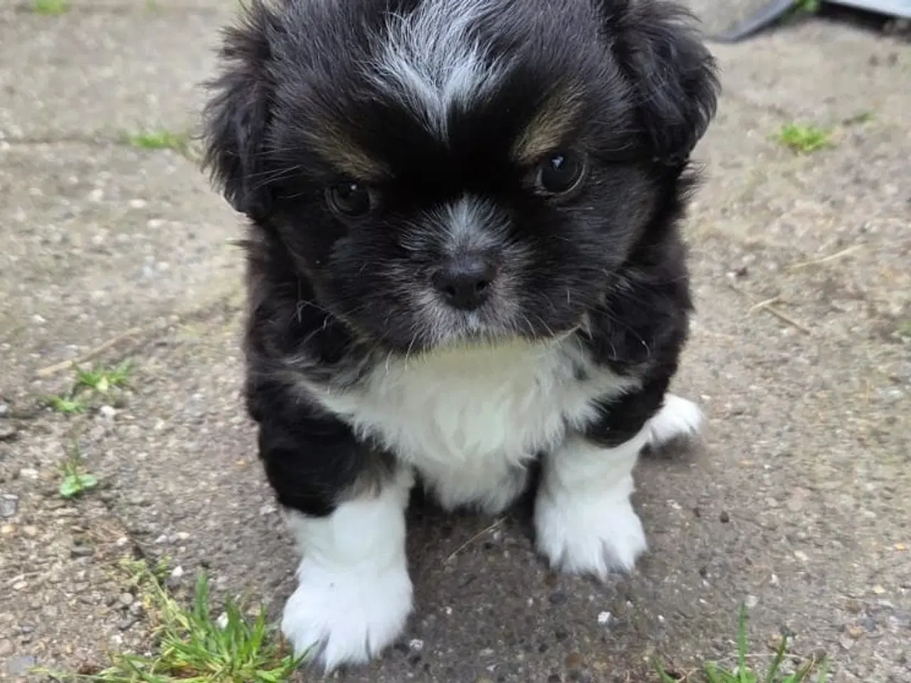 Billede 4 - Tibetansk spaniel 