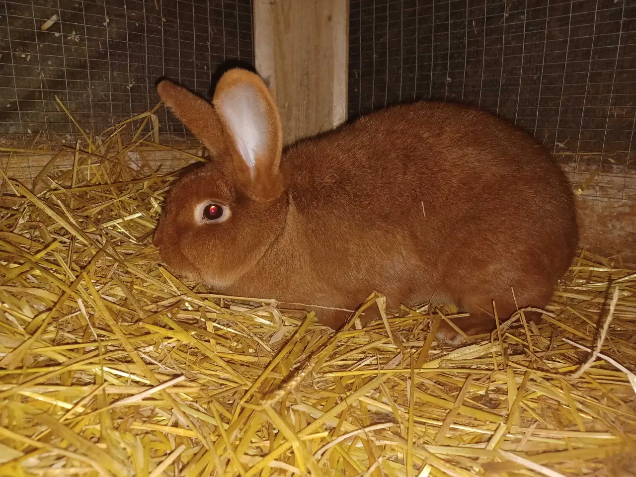 Billede 1 - New Zealand Red hun