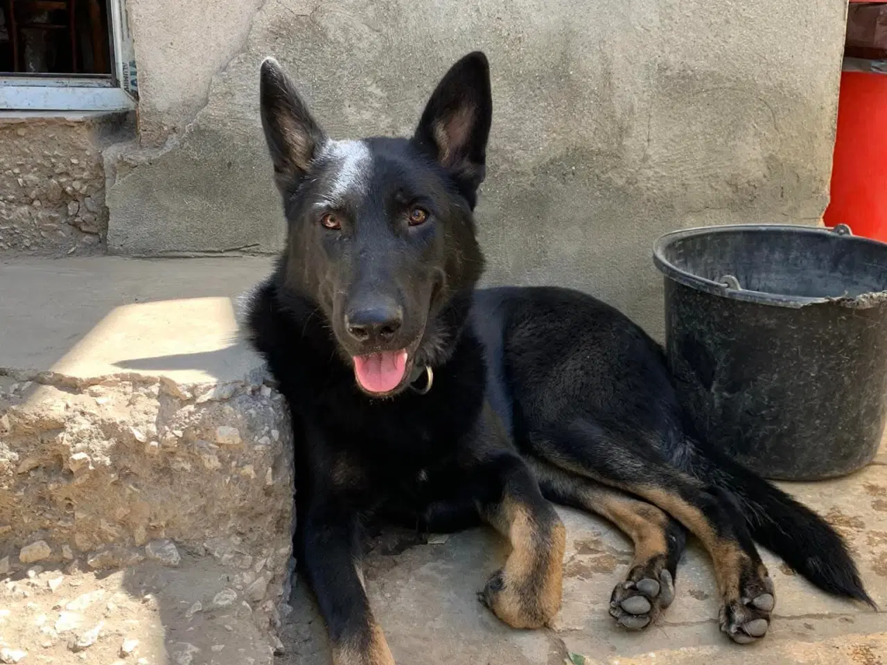 Billede 2 - Smukke Dio søger familie💙