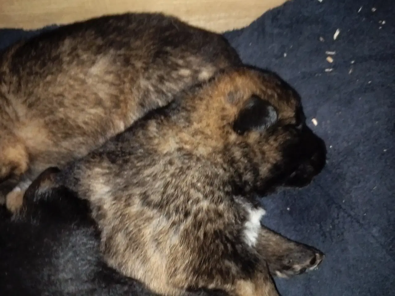 Billede 8 - Hundehvalp Sankt Bernhard og schæfer