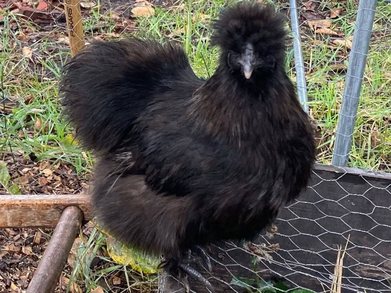 Billede 3 - Silkie Rugeæg 