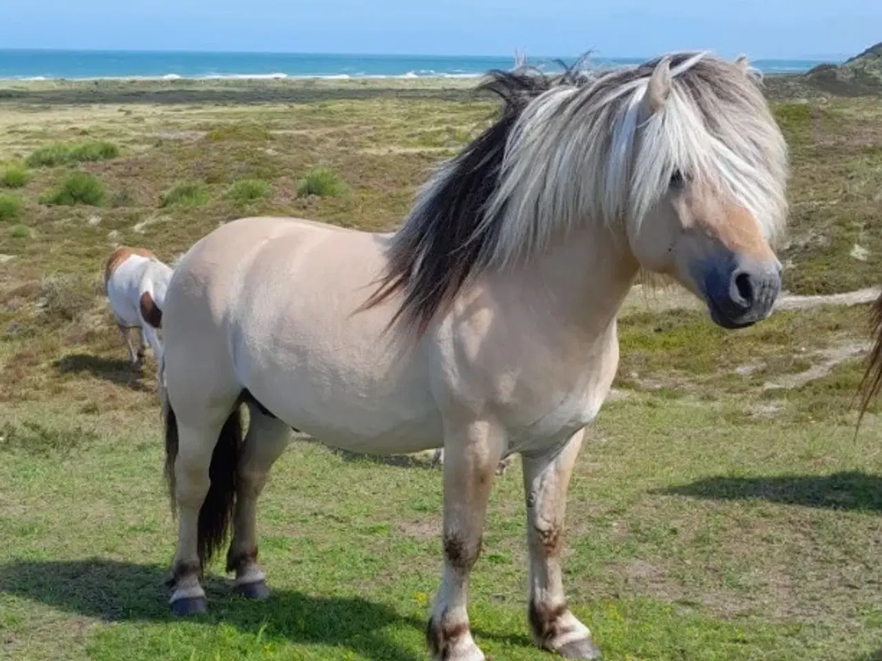 Billede 1 - 7 års fjordhingst, 146 cm i stang