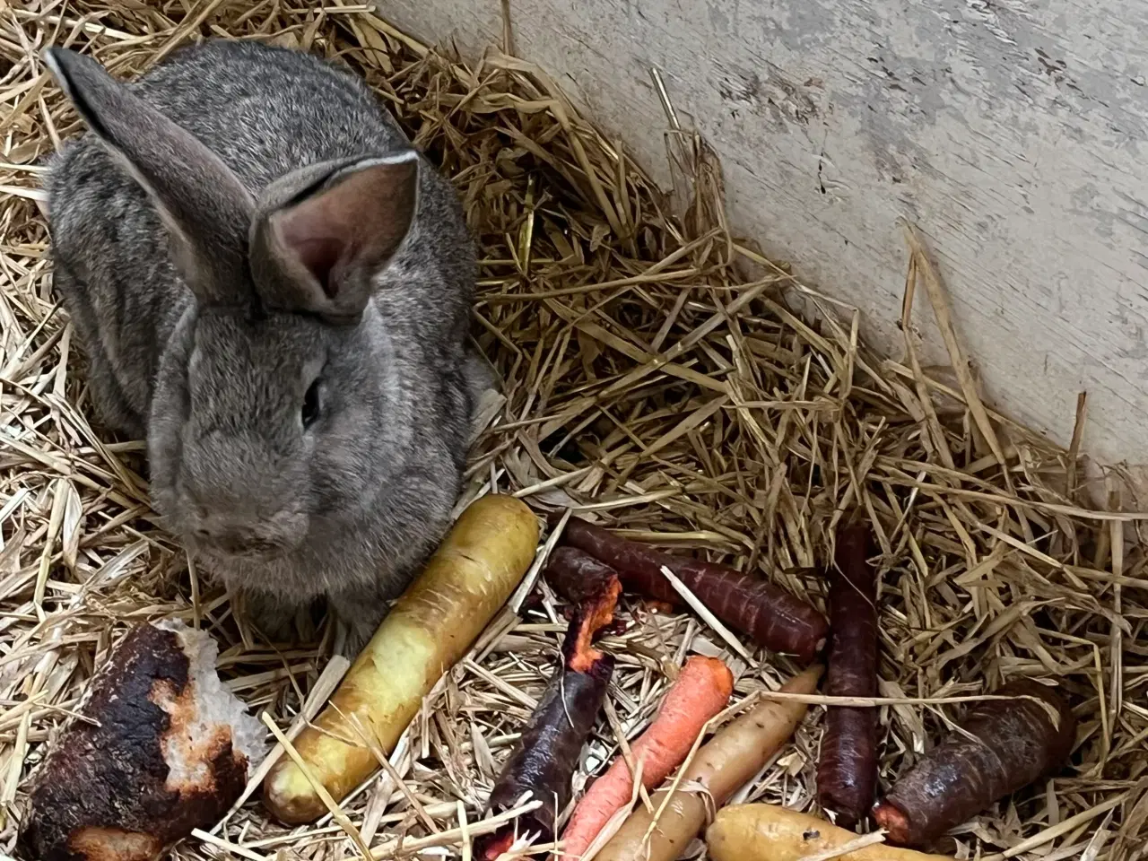 Billede 1 - Belgisk kæmpe unger