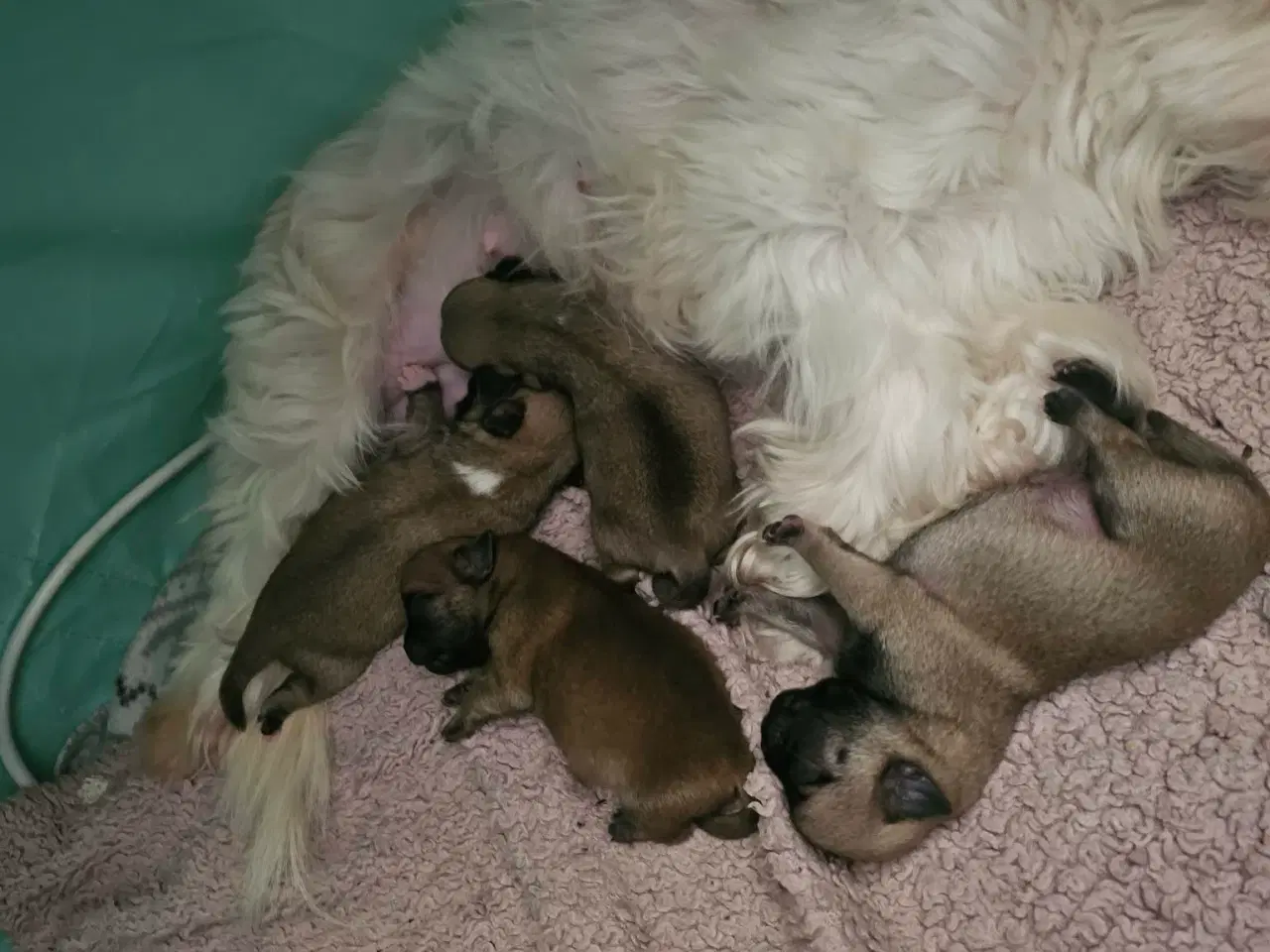 Billede 6 - Mops og malteser blanding