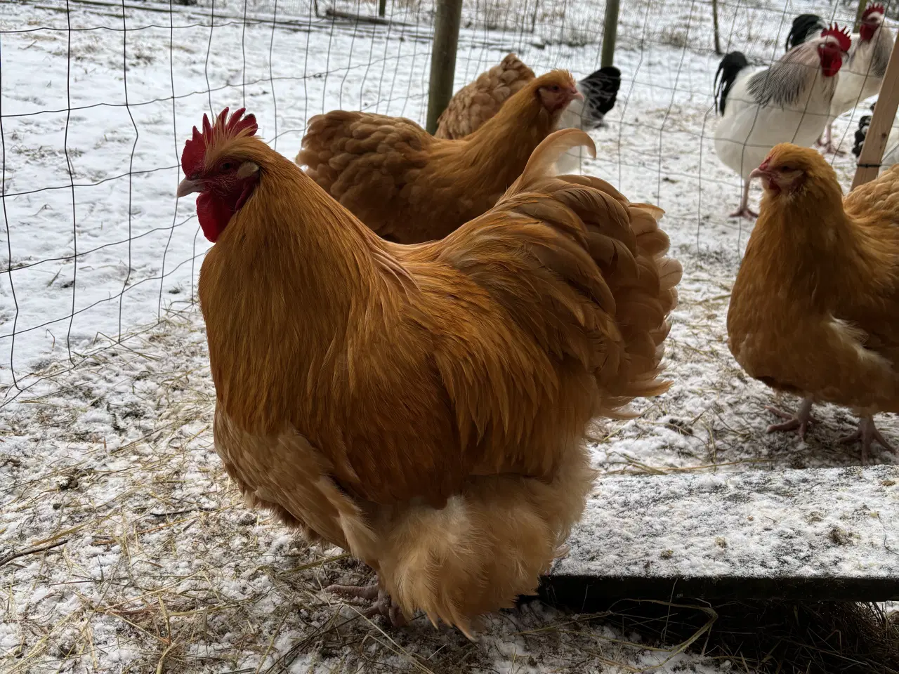 Billede 3 - Daggamle orpington kyllinger