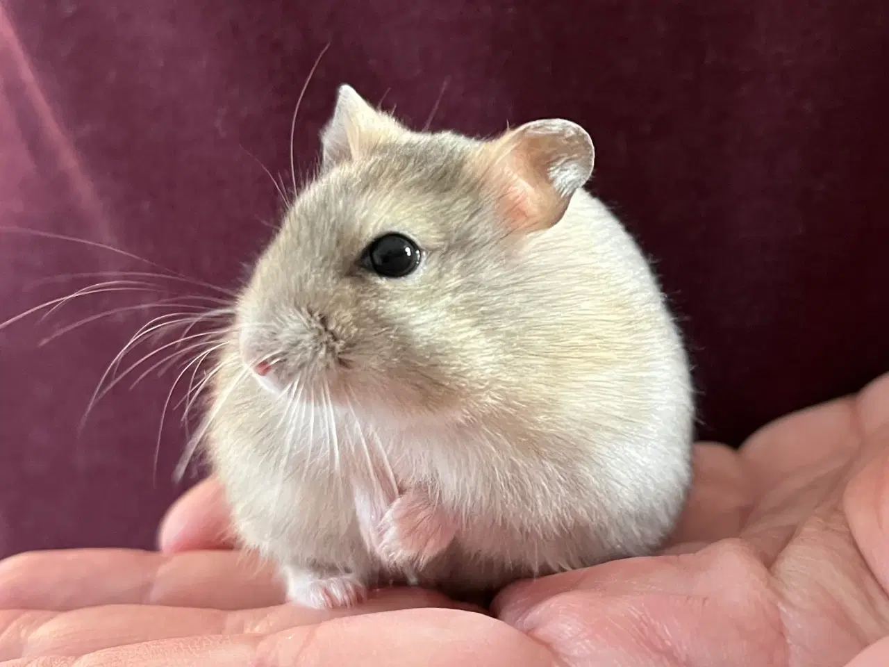 Billede 2 - 🩵🐹Skøn dværghamster unge, dreng🐹🩵