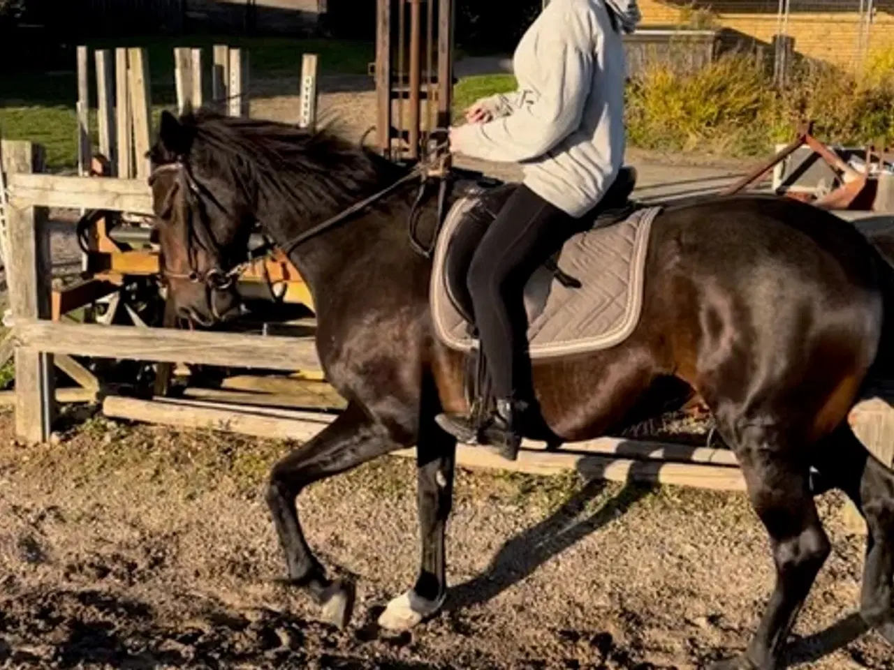 Billede 5 - Stabil skovtur evt. distance hest sælges