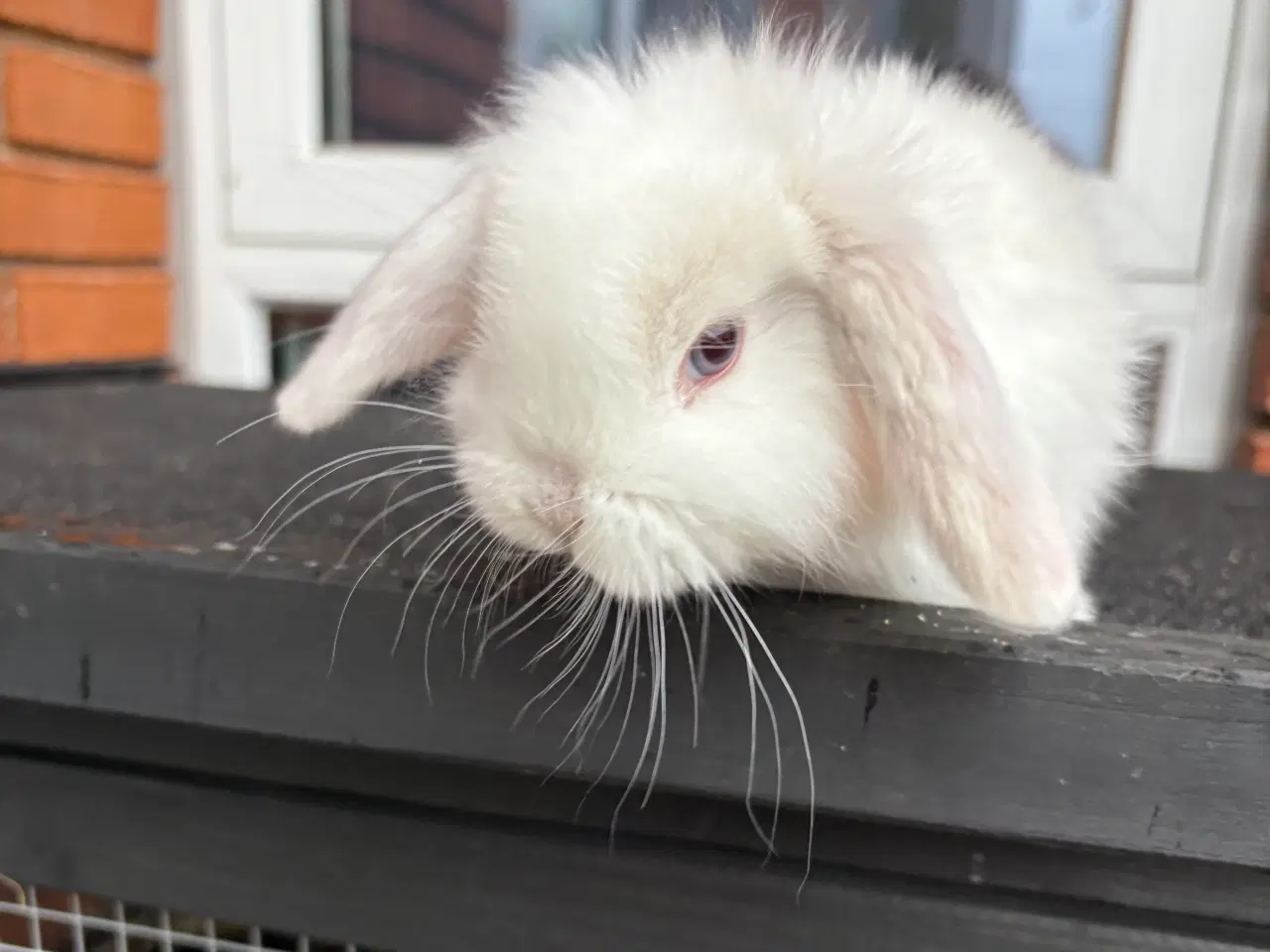 Billede 4 - Mini lop han kanin