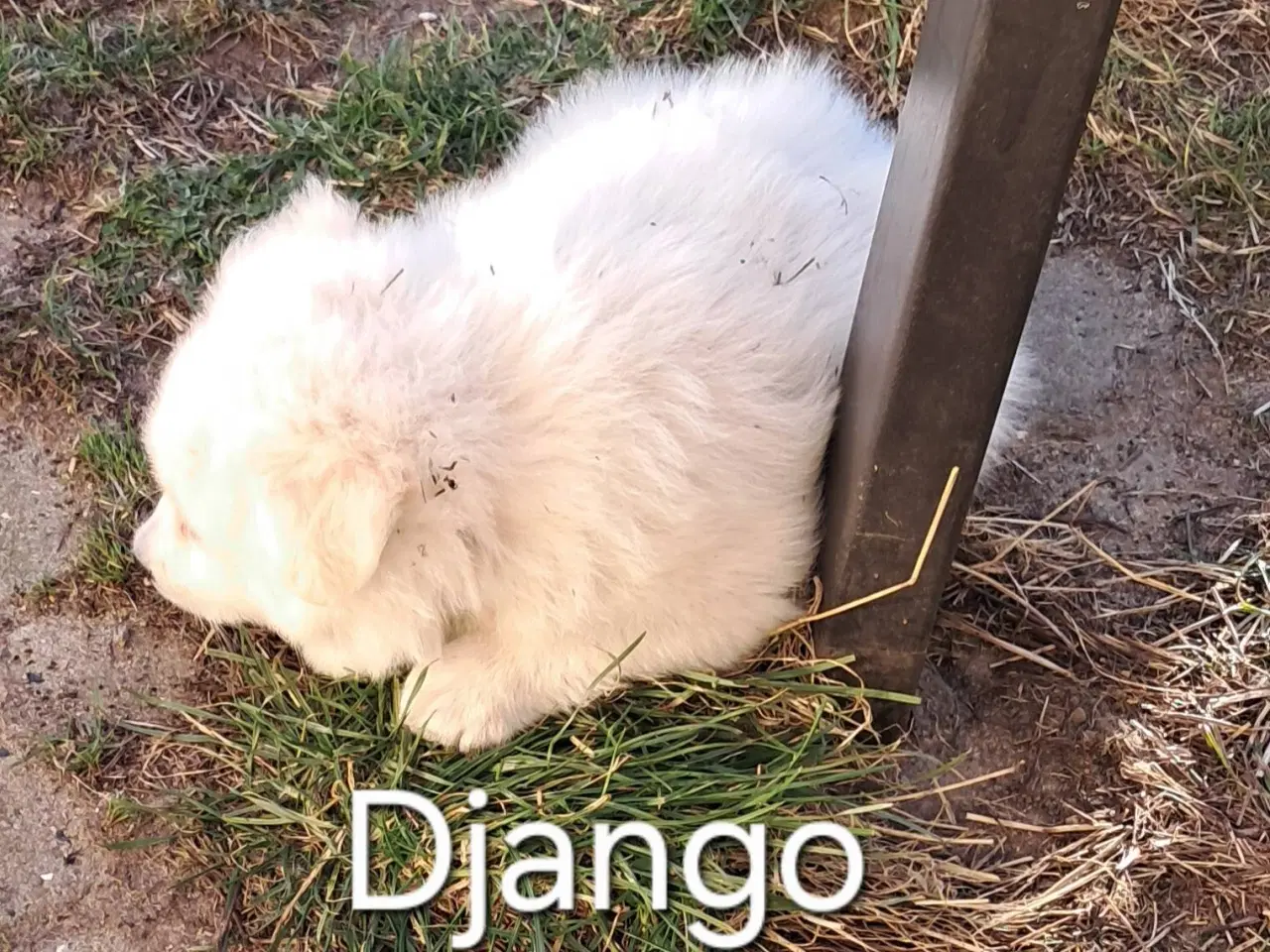 Billede 1 - 3 Danske Spids drenge søger nyt hjem