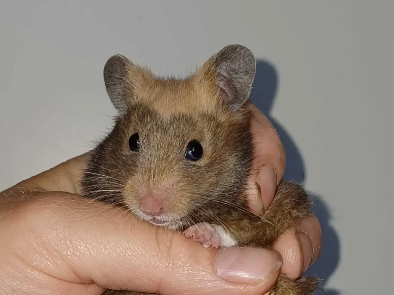 Billede 12 - Guldhamster unger 