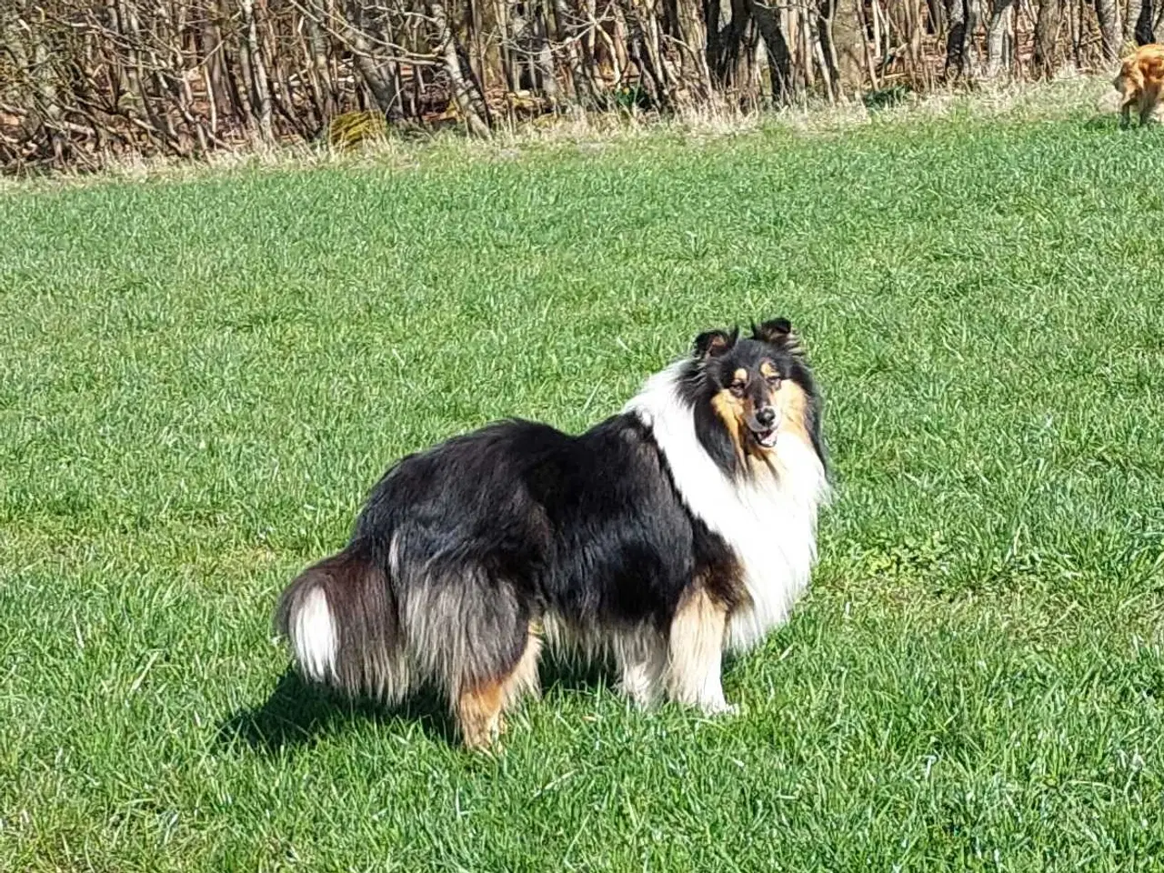 Billede 5 - Collie ( Amerikansk) 