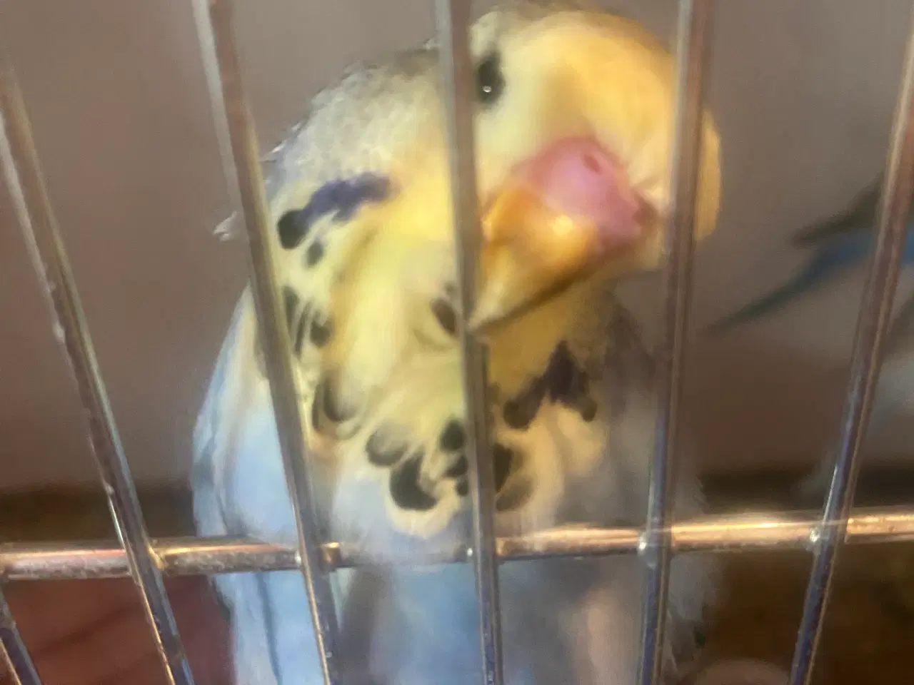 Billede 1 - Sød engelsk undulatunge