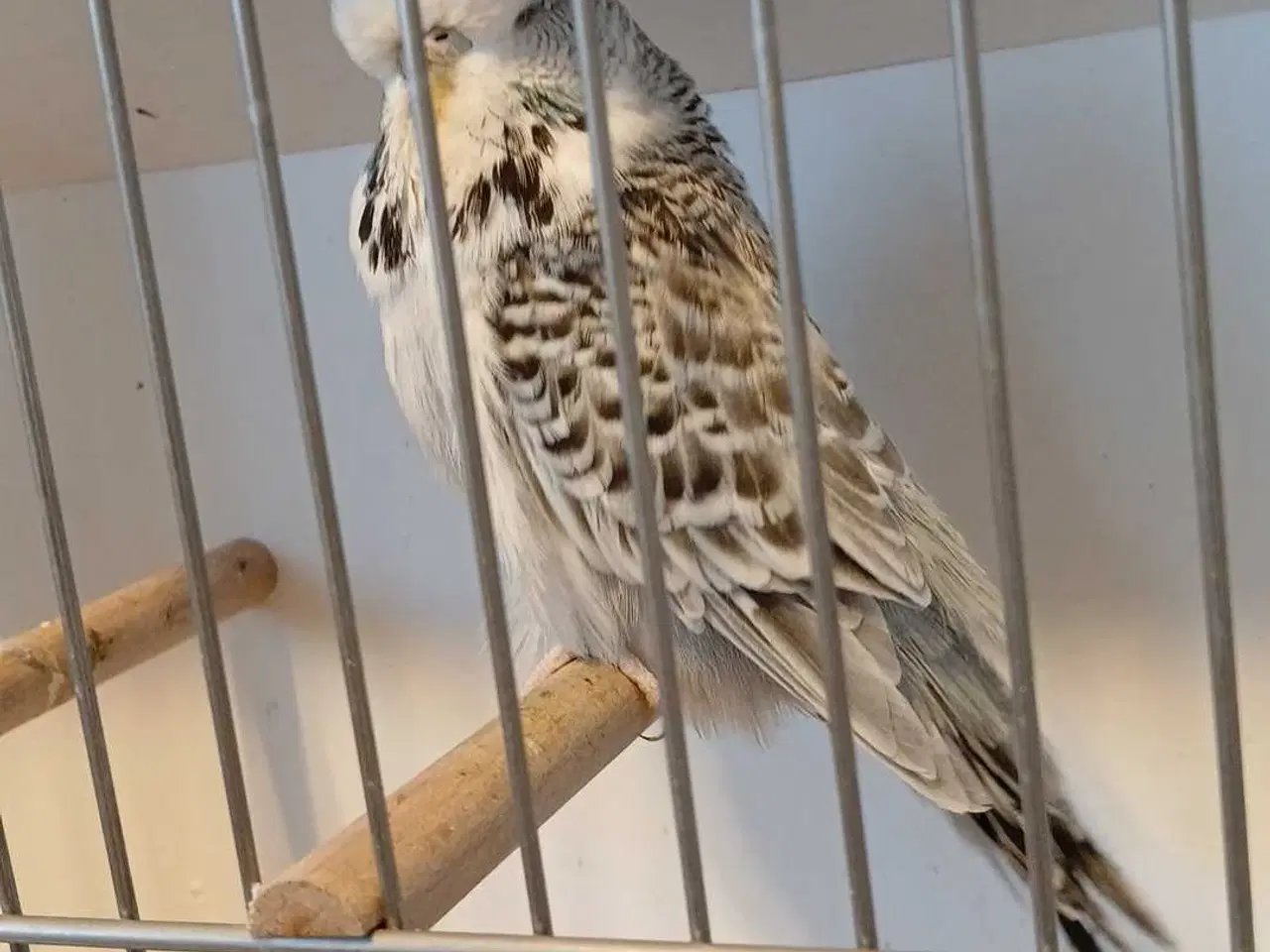 Billede 6 - Engelske undulater hun