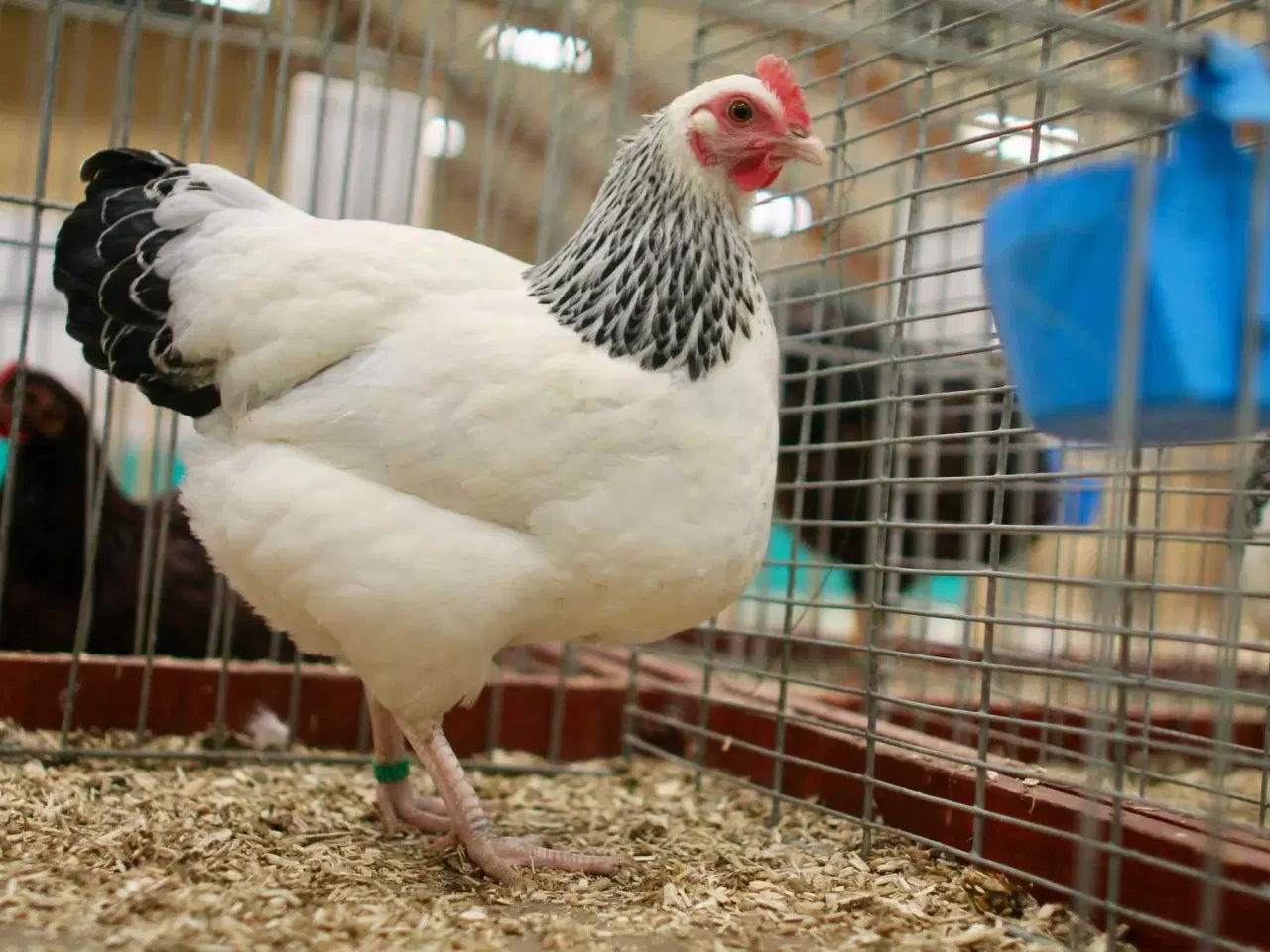 Billede 2 - Dværg Sussex hvid sort columbia