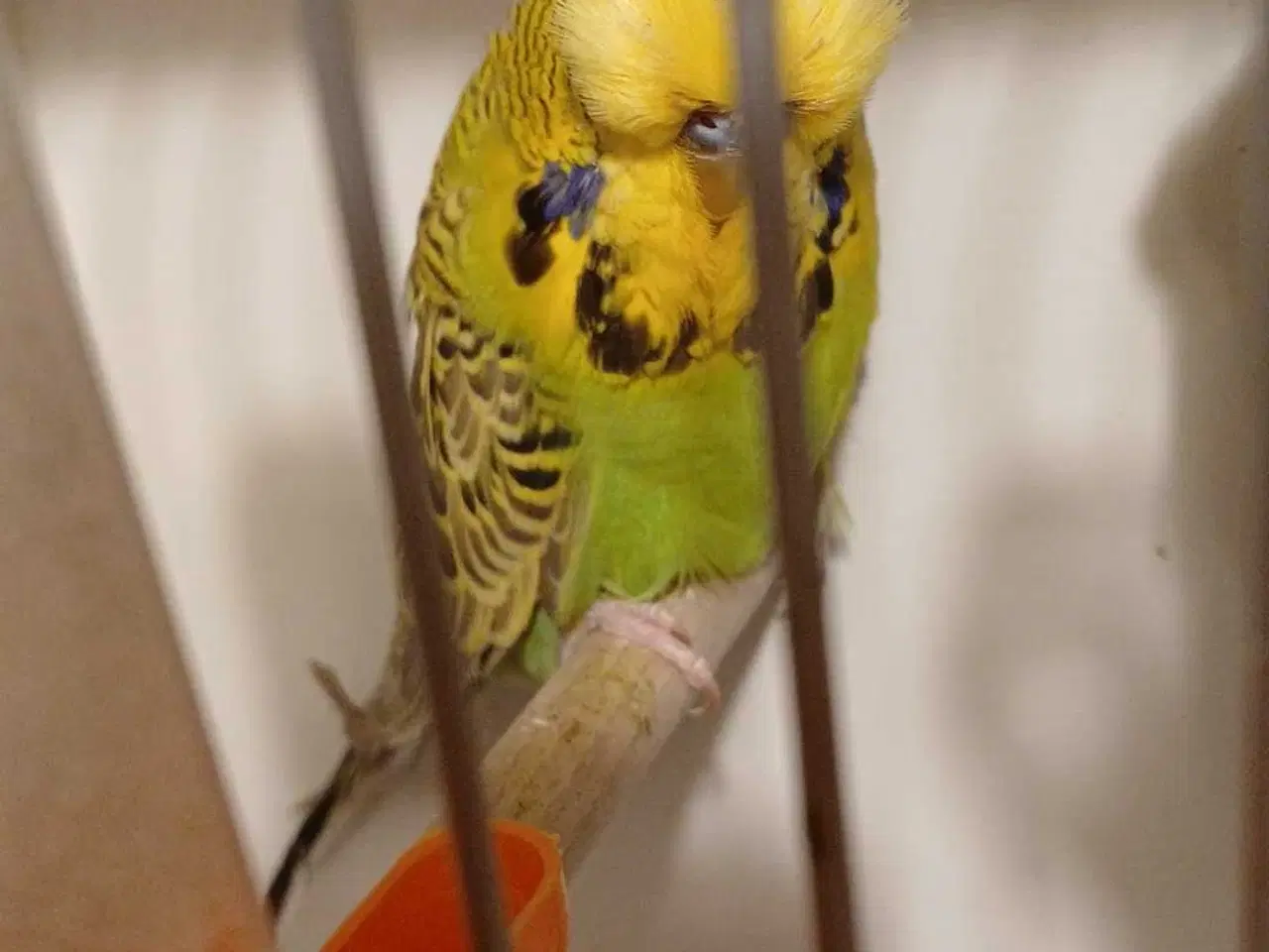 Billede 1 - Engelske undulater